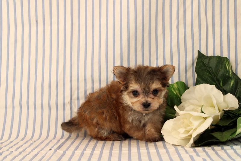 puppy, for, sale, Morkie, Matthew B. Stoltzfus, dog, breeder, Gap, PA, dog-breeder, puppy-for-sale, forsale, nearby, find, puppyfind, locator, puppylocator, aca